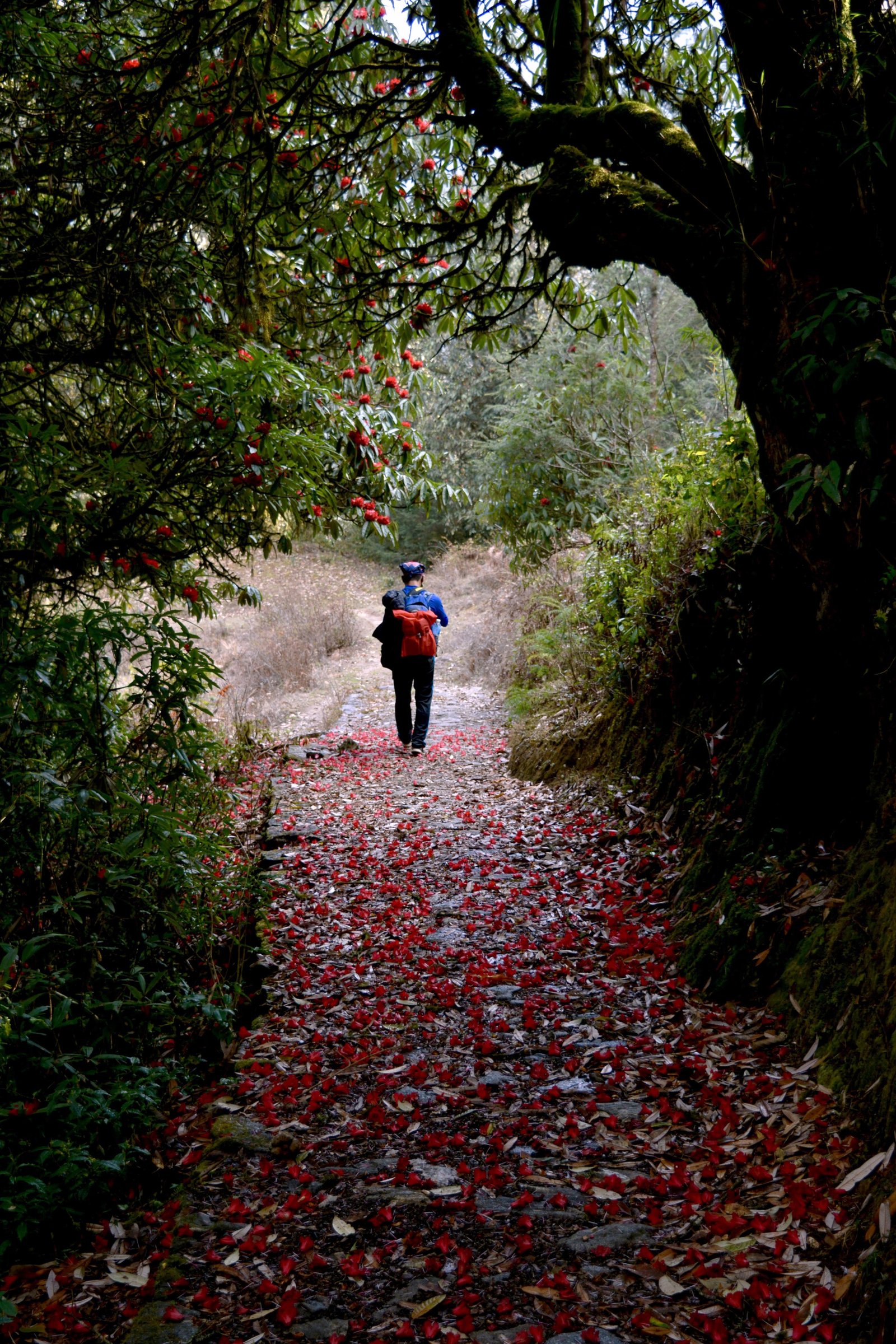 Singalila Trek
